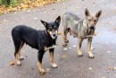 Precisazioni sul servizio di ricovero, mantenimento, custodia e benessere dei cani randagi nel Comune di Fondi