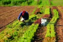 Investire nell’agricoltura: le diverse vie da poter percorrere