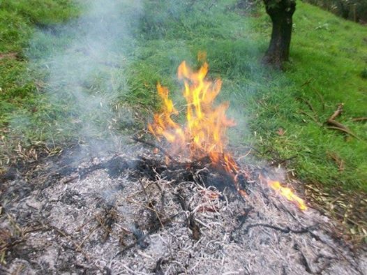 accensione residui di sfalci e potature