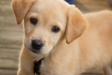 L’Amministrazione pianifica una serie di azioni finalizzate alla sensibilizzazione e responsabilizzazione nel possesso degli animali domestici